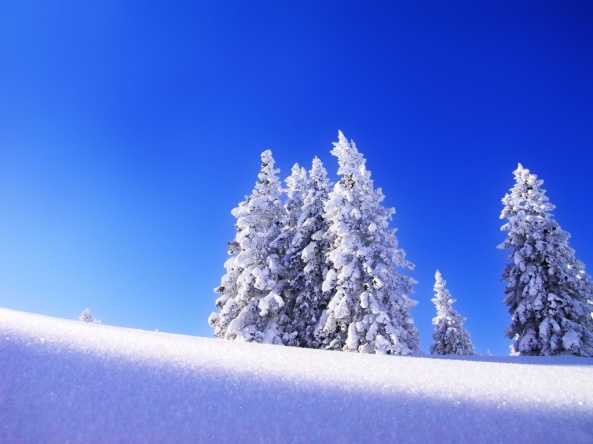 fond-ecran-arbres-sous-la-neige